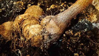 Brachychiton populneus - brachychiton topolový - kořenový krček dvouleté rostliny